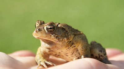 Teaching a tired and hungry child is like trying to get a toad to smile.